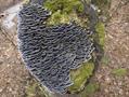 turkey tail